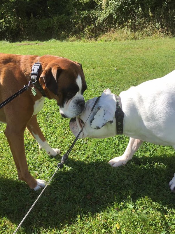 Dog Luv Kennels photo 1