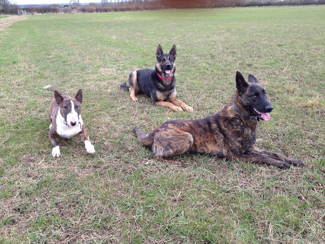 Dog Luv Kennels photo 2