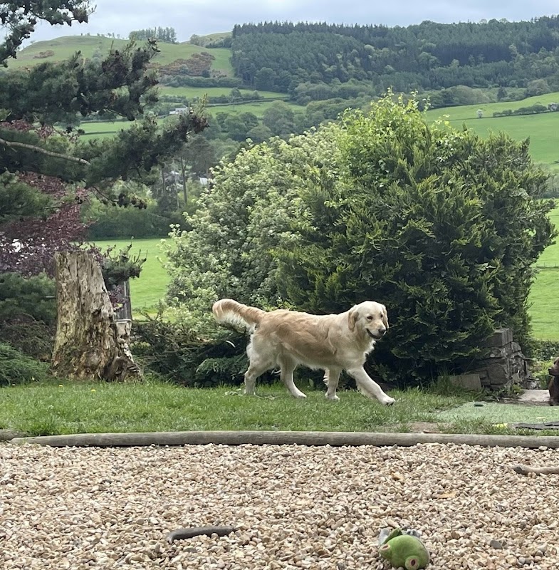 Shirelands Goldens photo 2