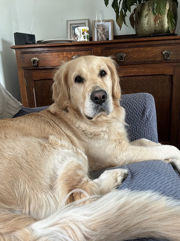 Shirelands Goldens photo 1