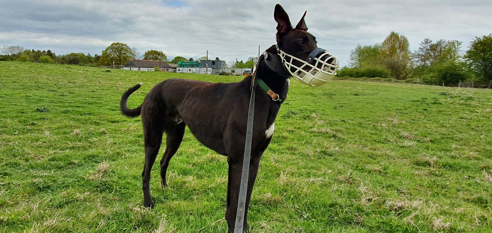 Ashwell Kennels photo 3