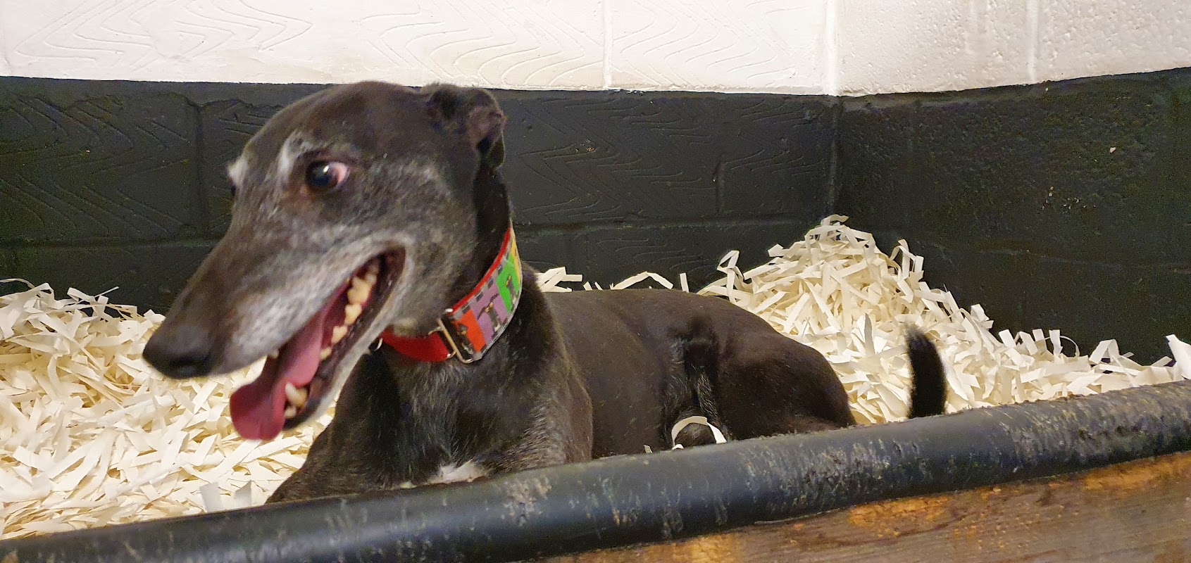 Ashwell Kennels photo 1