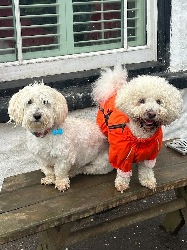 Executive Dogs photo 2