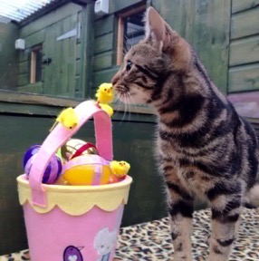 Fatcats Cattery photo 3