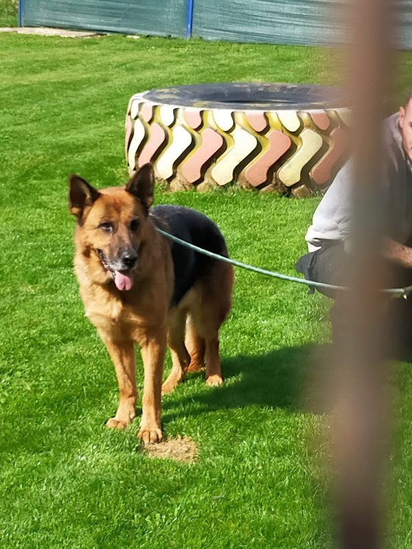 Droveway Kennels