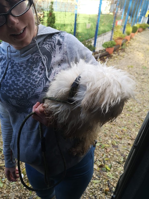 Droveway Kennels photo 2