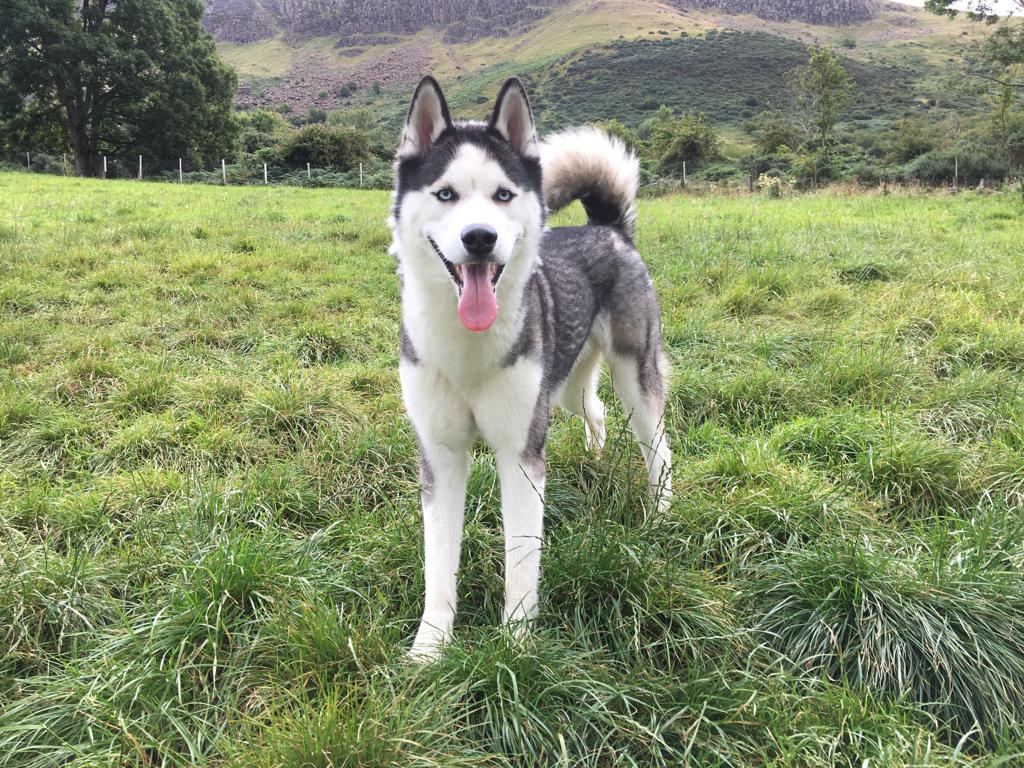 Country Kennels Glenariffe photo 1