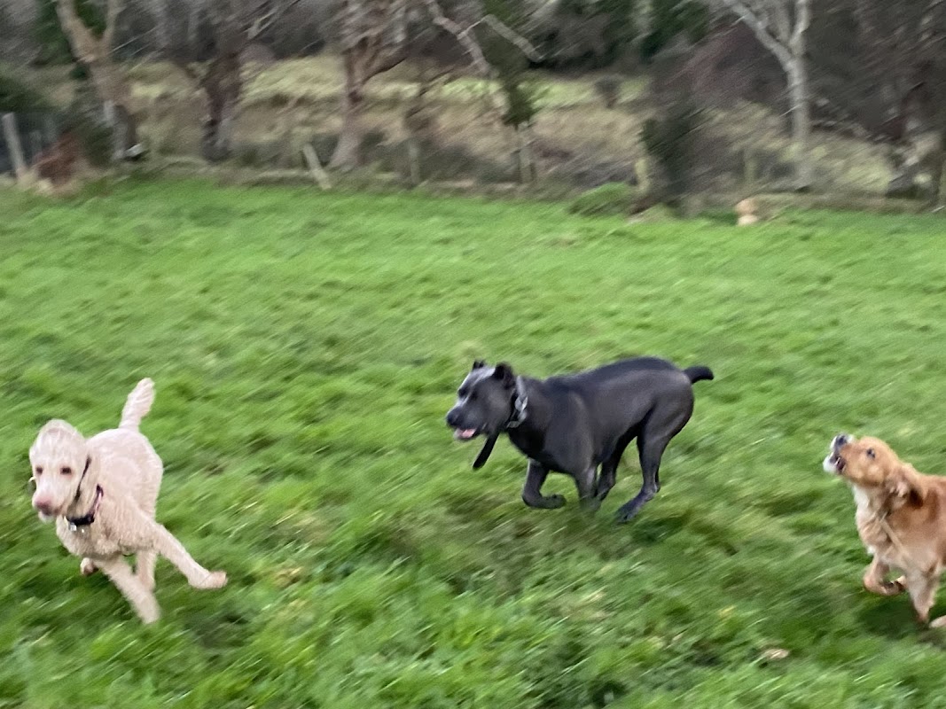 Country Kennels Glenariffe photo 3