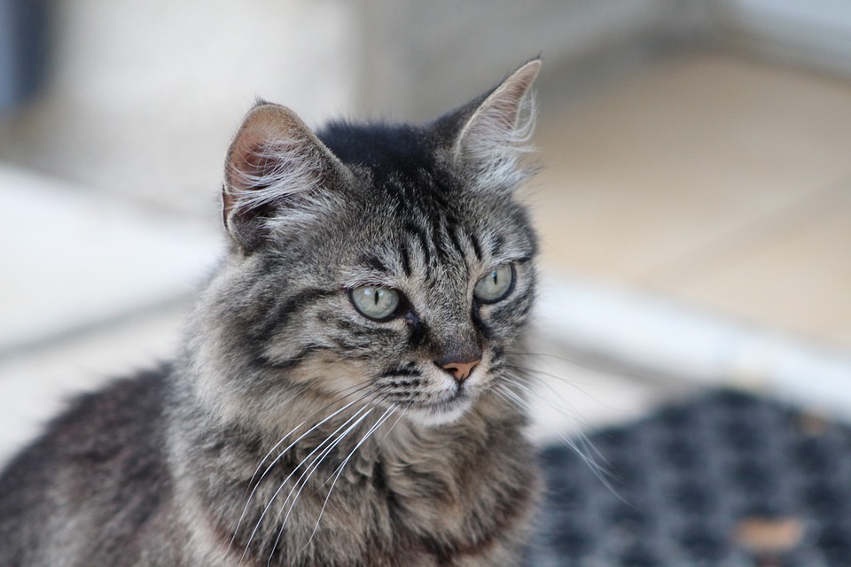 Homewood Cattery