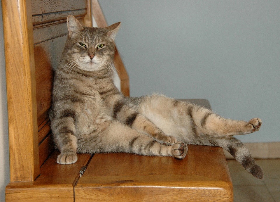 Homewood Cattery photo 1