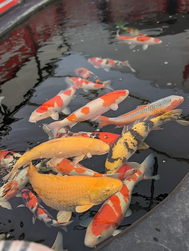 Holmeswood Koi & Aquatics Ltd photo 1