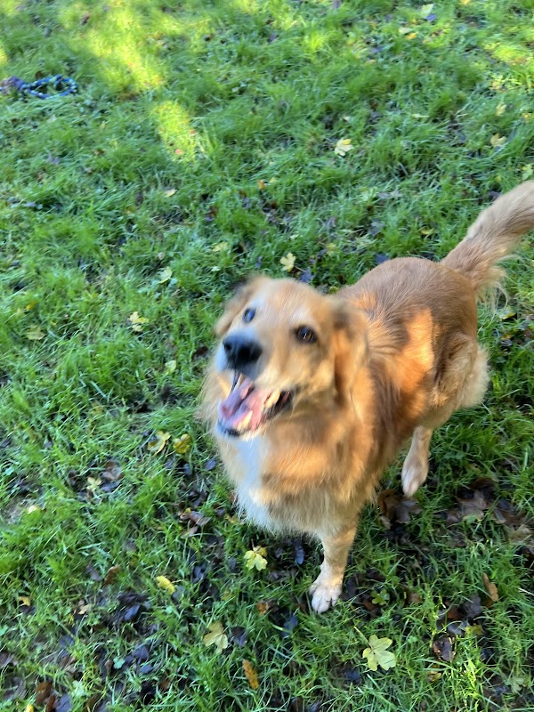 K9 Crusaders Dog Welfare photo 3