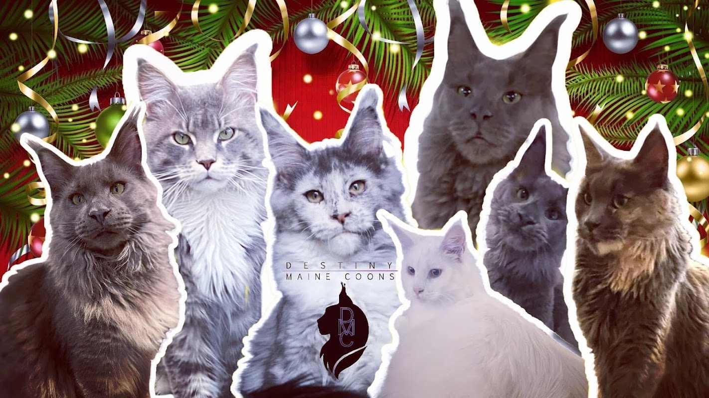 Destiny UK Maine Coons