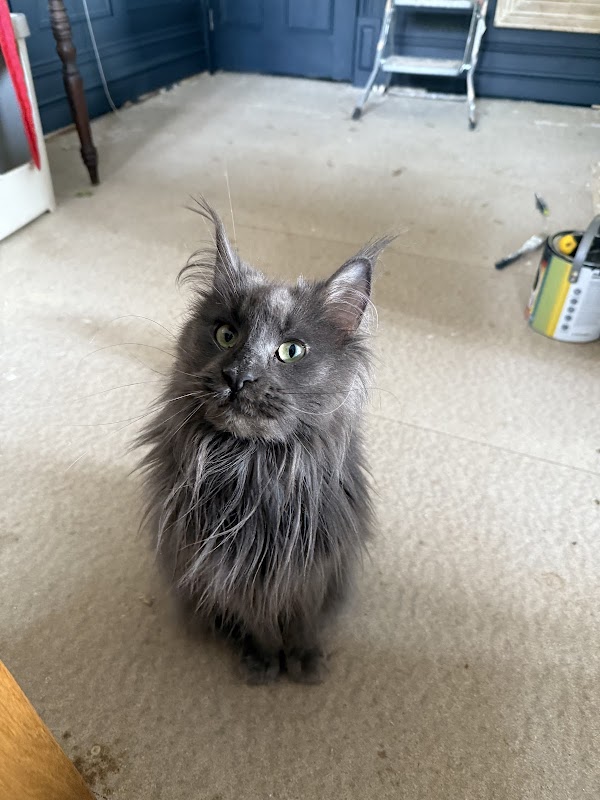 Destiny UK Maine Coons photo 1