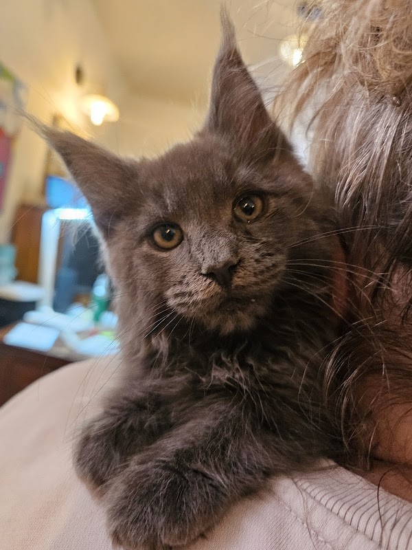 Destiny UK Maine Coons photo 3