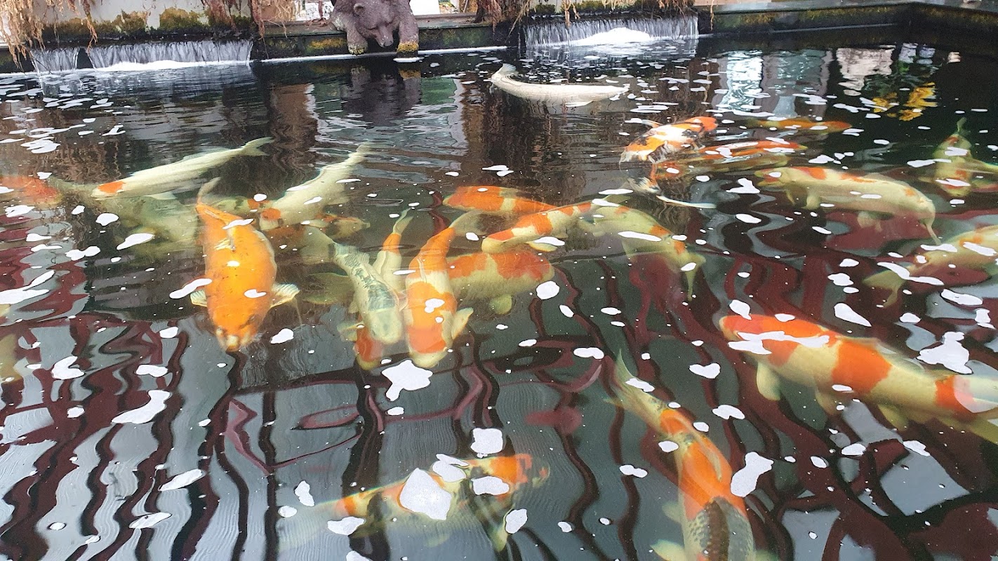 ACM Koi