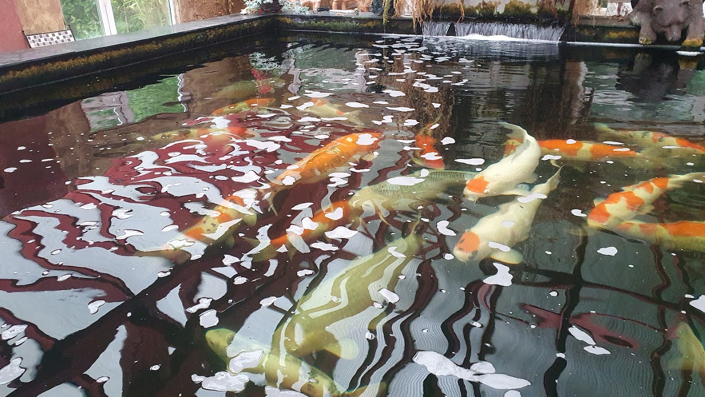 ACM Koi photo 1