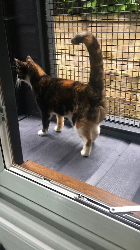 Cuddles Cattery photo 1