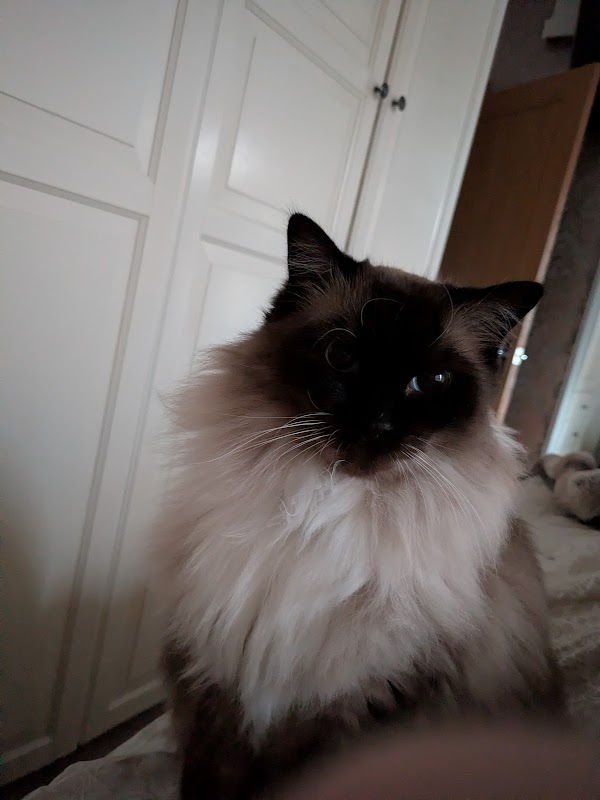 Cuddles Cattery photo 3