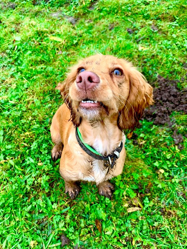 RYDOGS photo 2