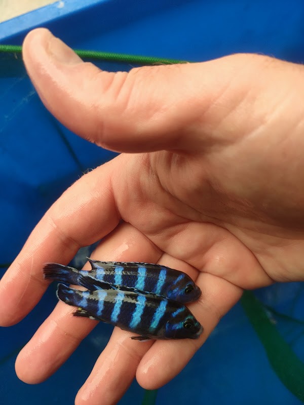 K&C Rift Valley Cichlids UK photo 3