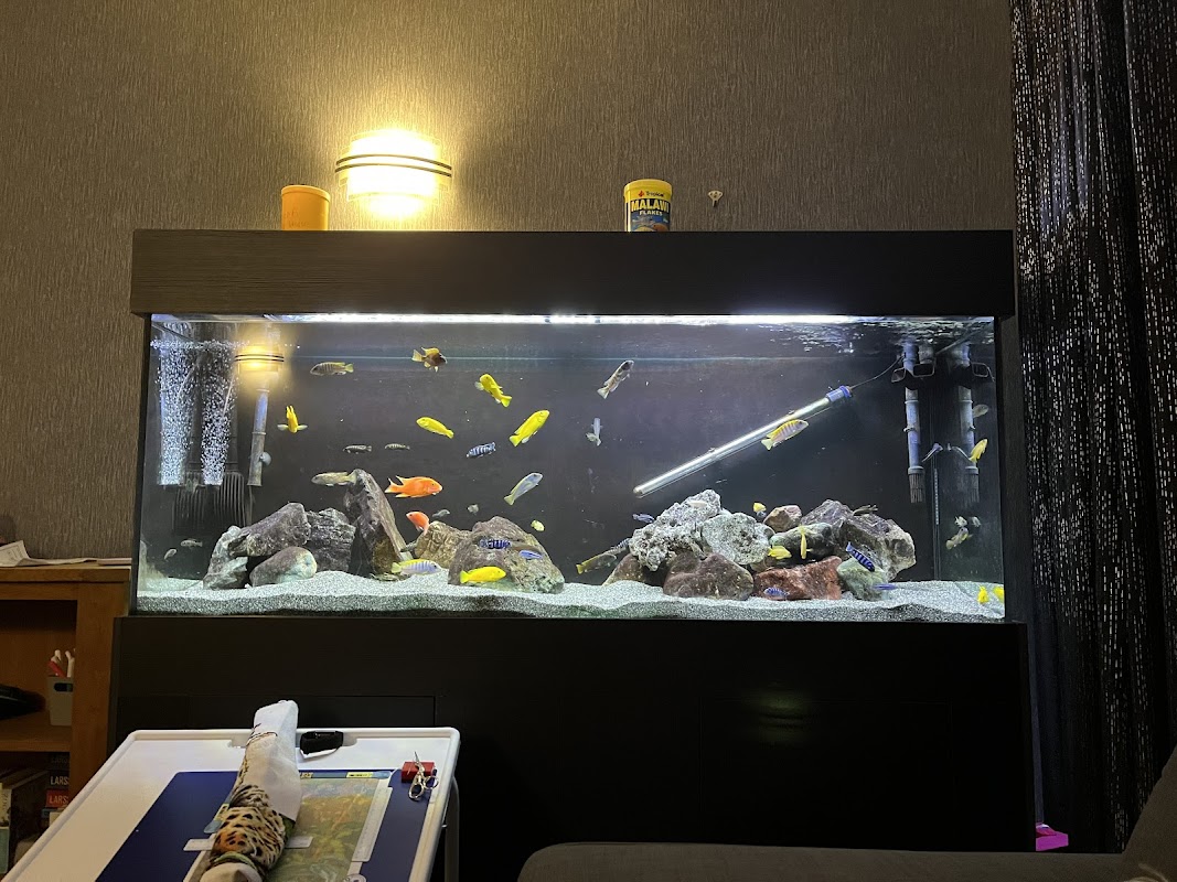 K&C Rift Valley Cichlids UK photo 2
