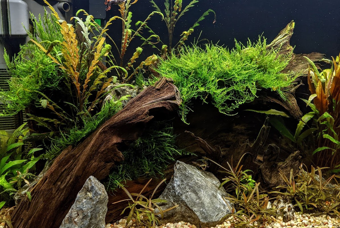 CW Aquariums photo 2