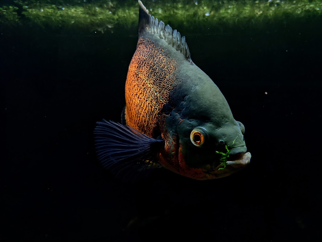CW Aquariums photo 1