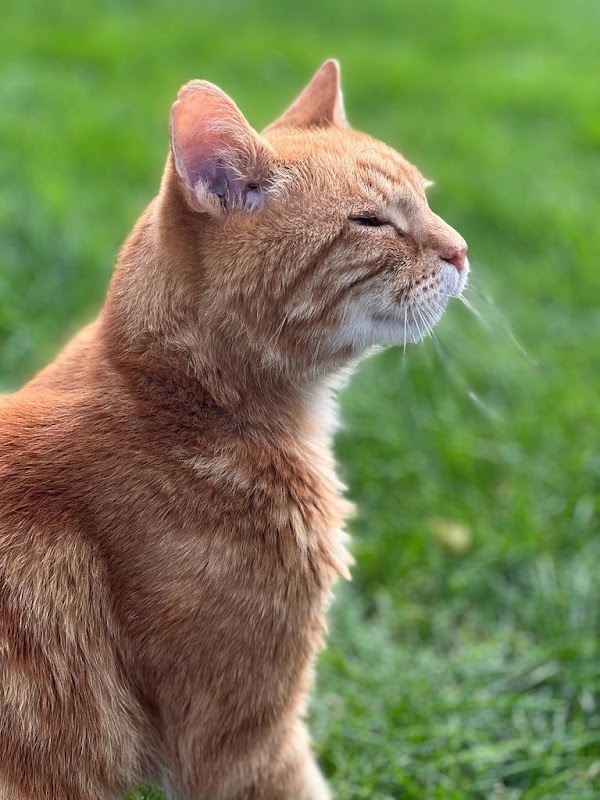 Paws cattery photo 3