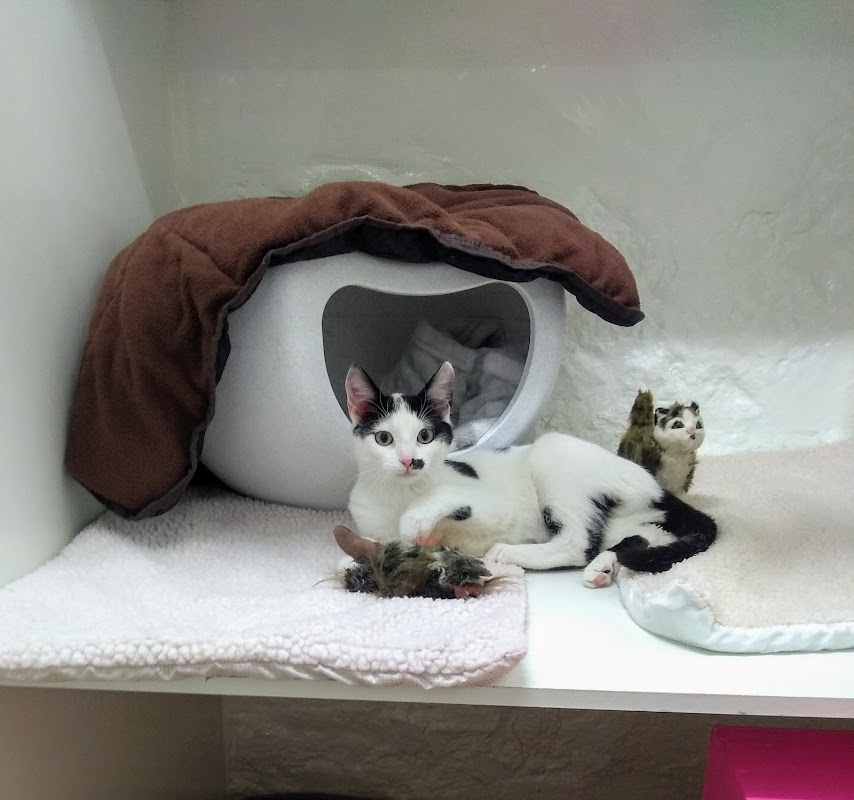 Coach House Cattery photo 3