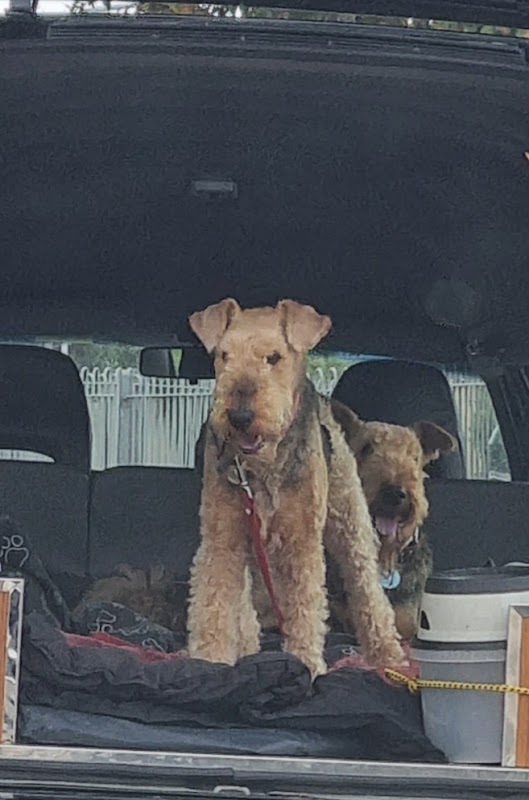 Crillee Airedale Terriers photo 1