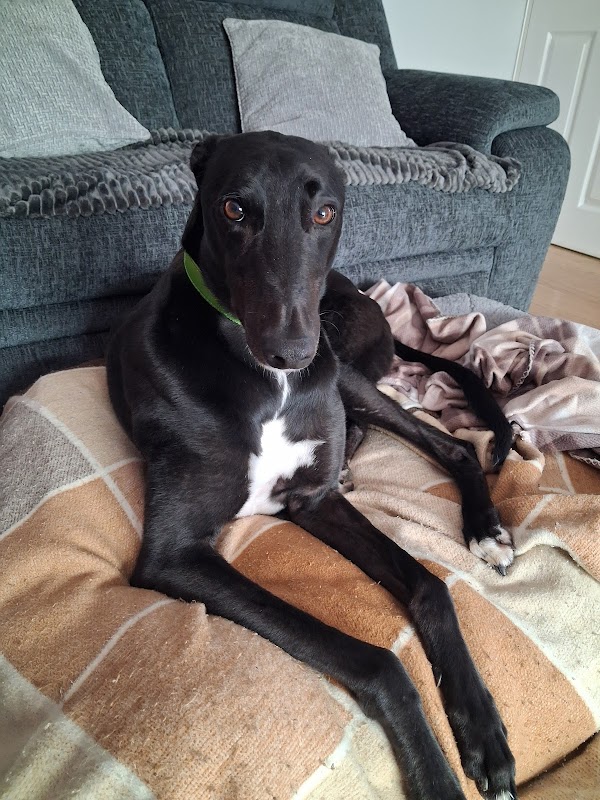 Greyhound Trust Suffolk photo 2