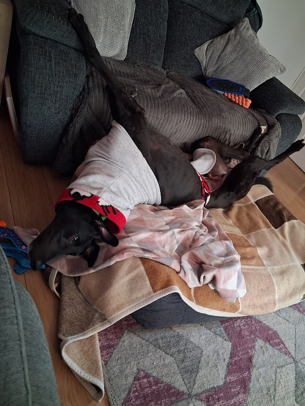 Greyhound Trust Suffolk photo 3