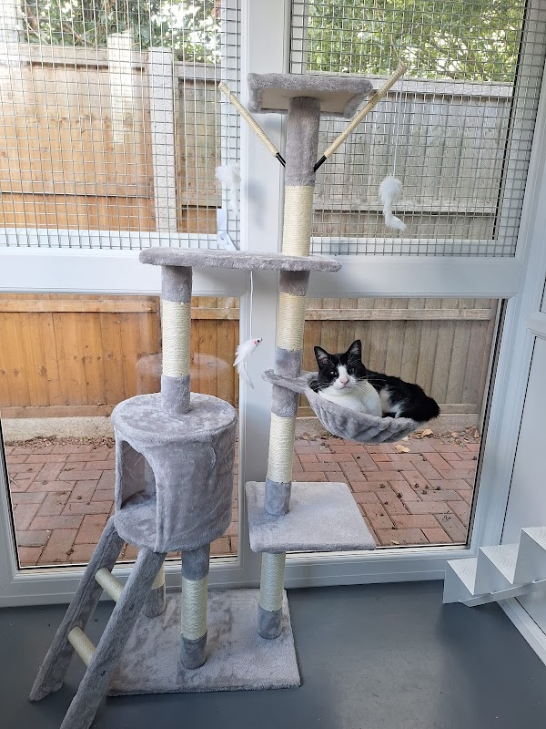 Green Ridge Cattery photo 2