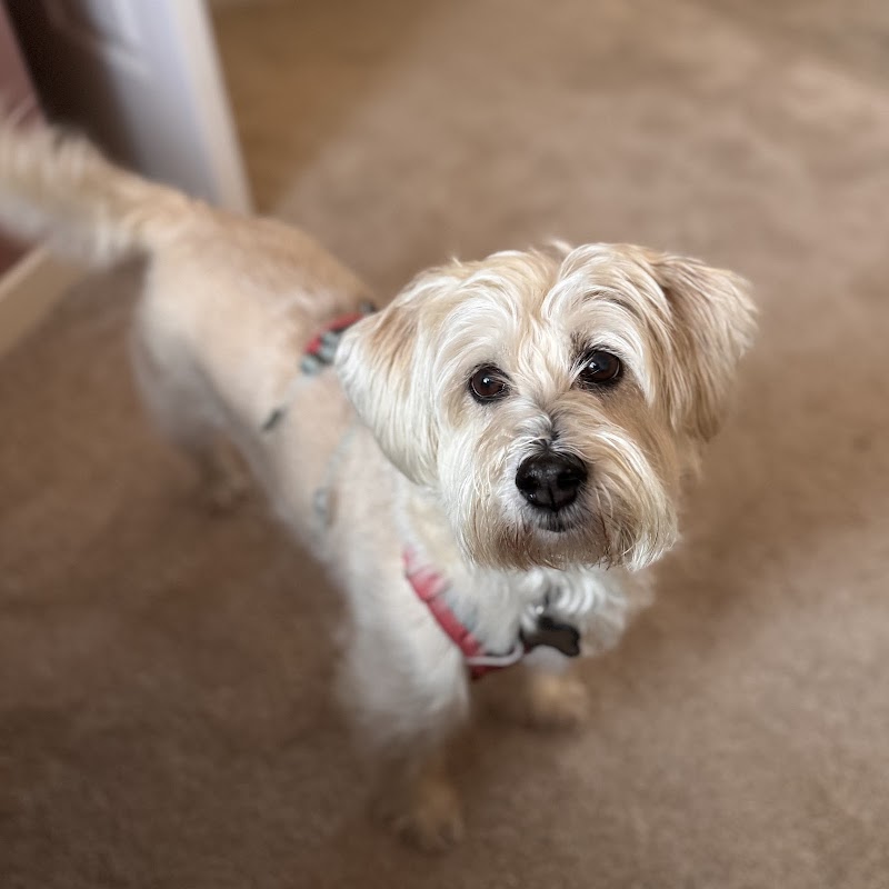 The Perfect Puppy Company photo 3
