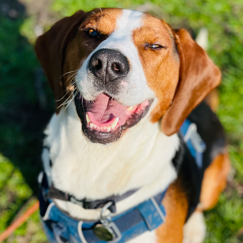 The Perfect Puppy Company photo 2