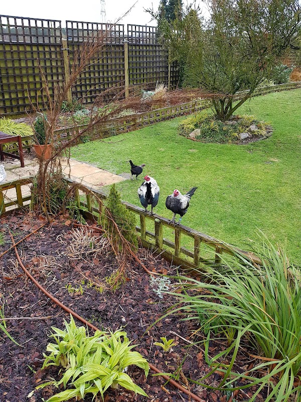 Broomhurst Cattery photo 3