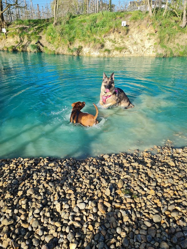 The Dog Orchard photo 3