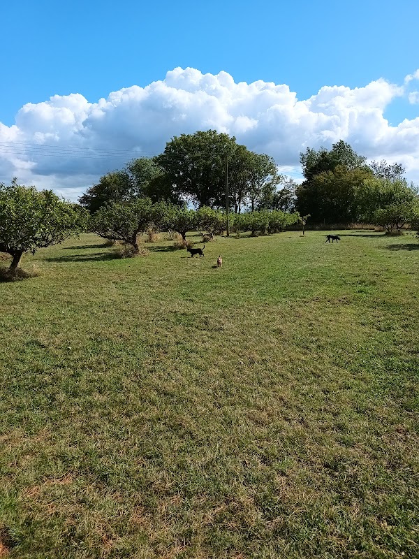 The Dog Orchard photo 1