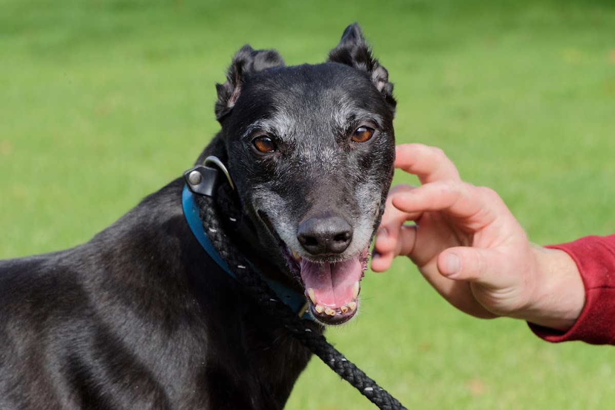 GREYHOUND TRUST WEST YORKSHIRE