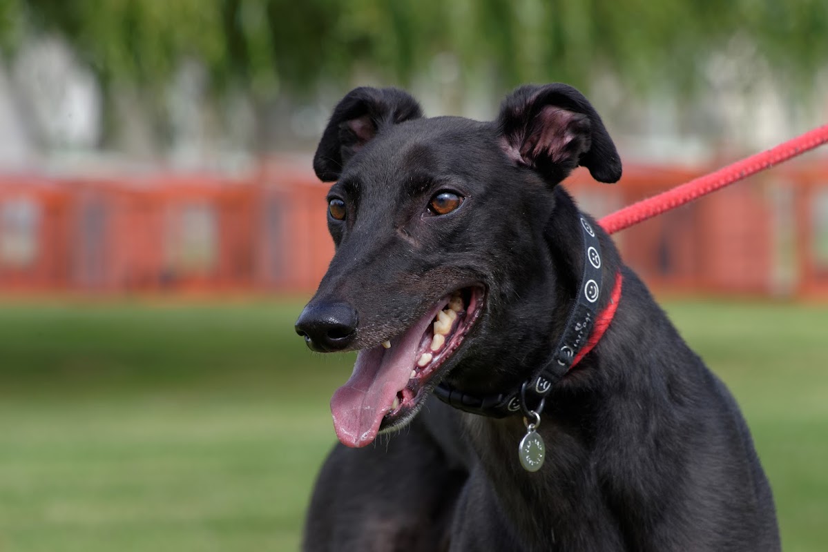 GREYHOUND TRUST WEST YORKSHIRE photo 1