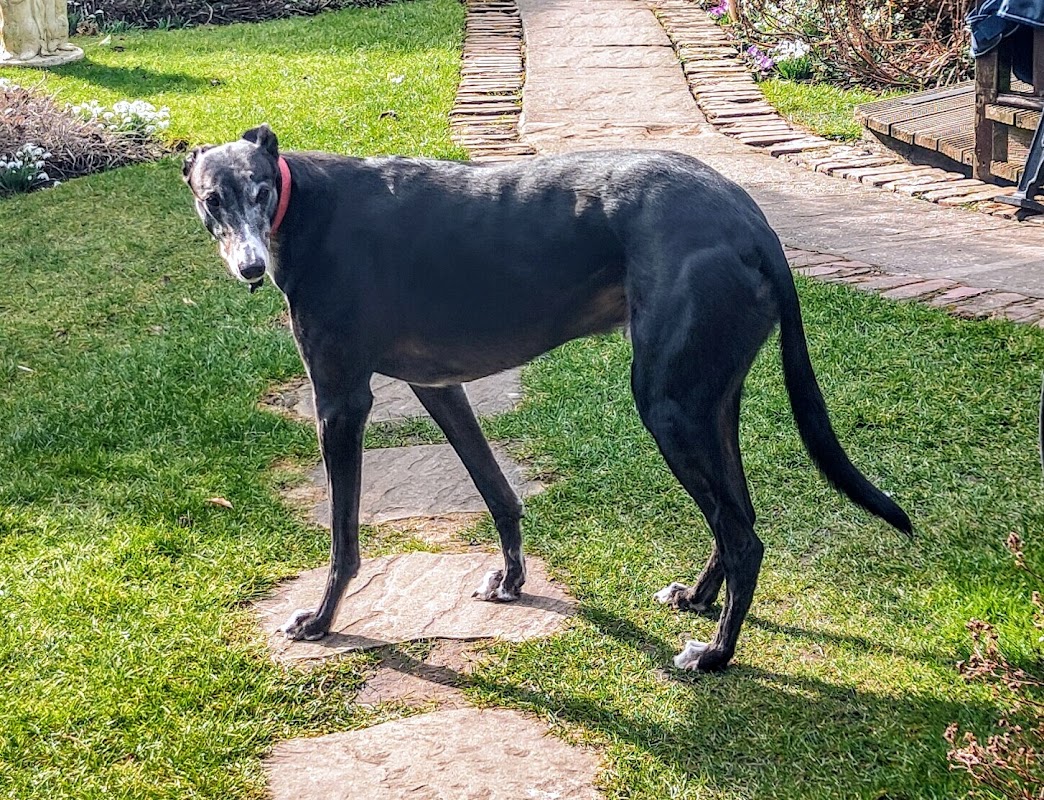 GREYHOUND TRUST WEST YORKSHIRE photo 3
