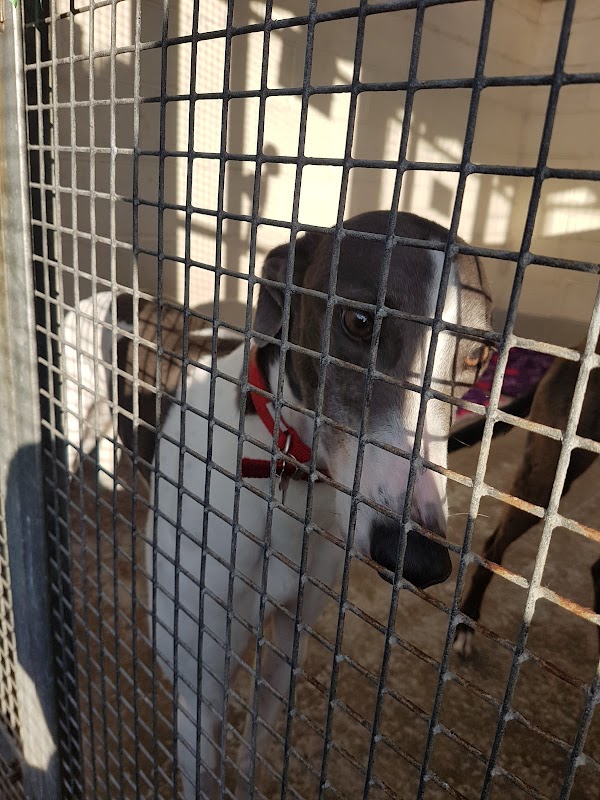 Greyhound Trust East Midlands photo 1