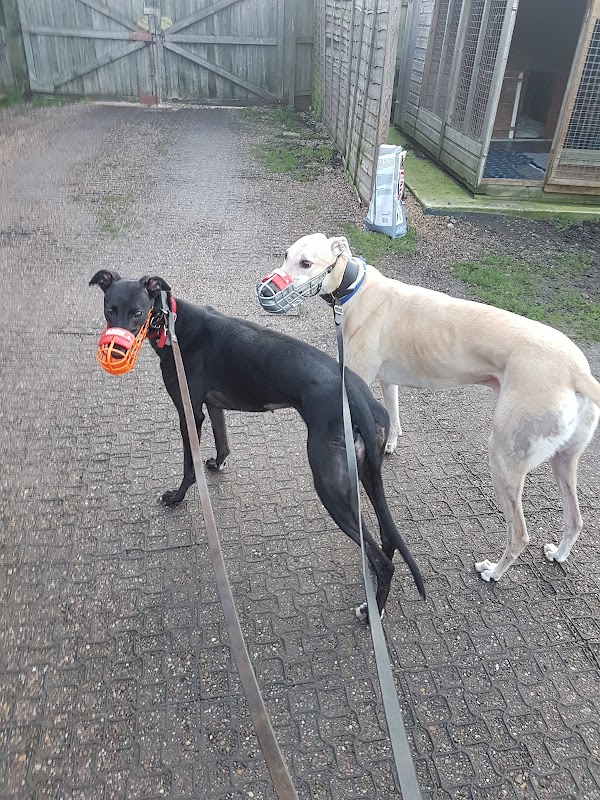 Greyhound Trust East Midlands photo 3