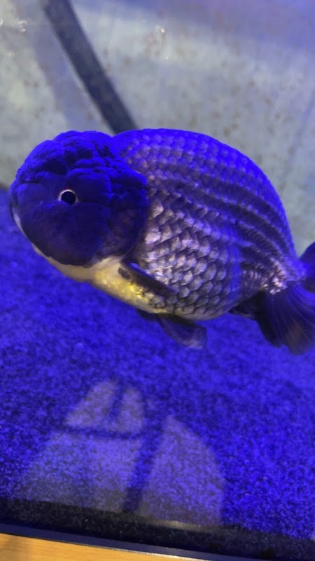 Northants Koi / Goldfish photo 2