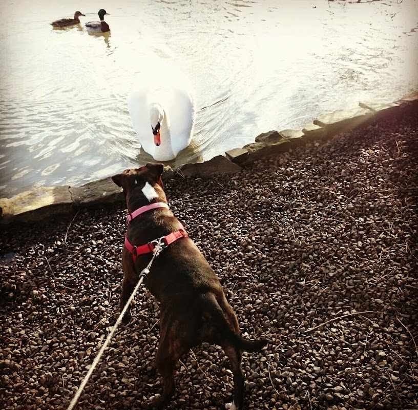 Tyne Dogs