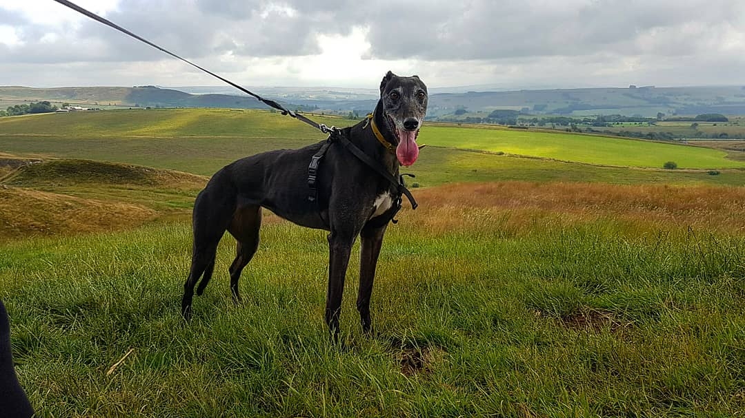 Tyne Dogs photo 3