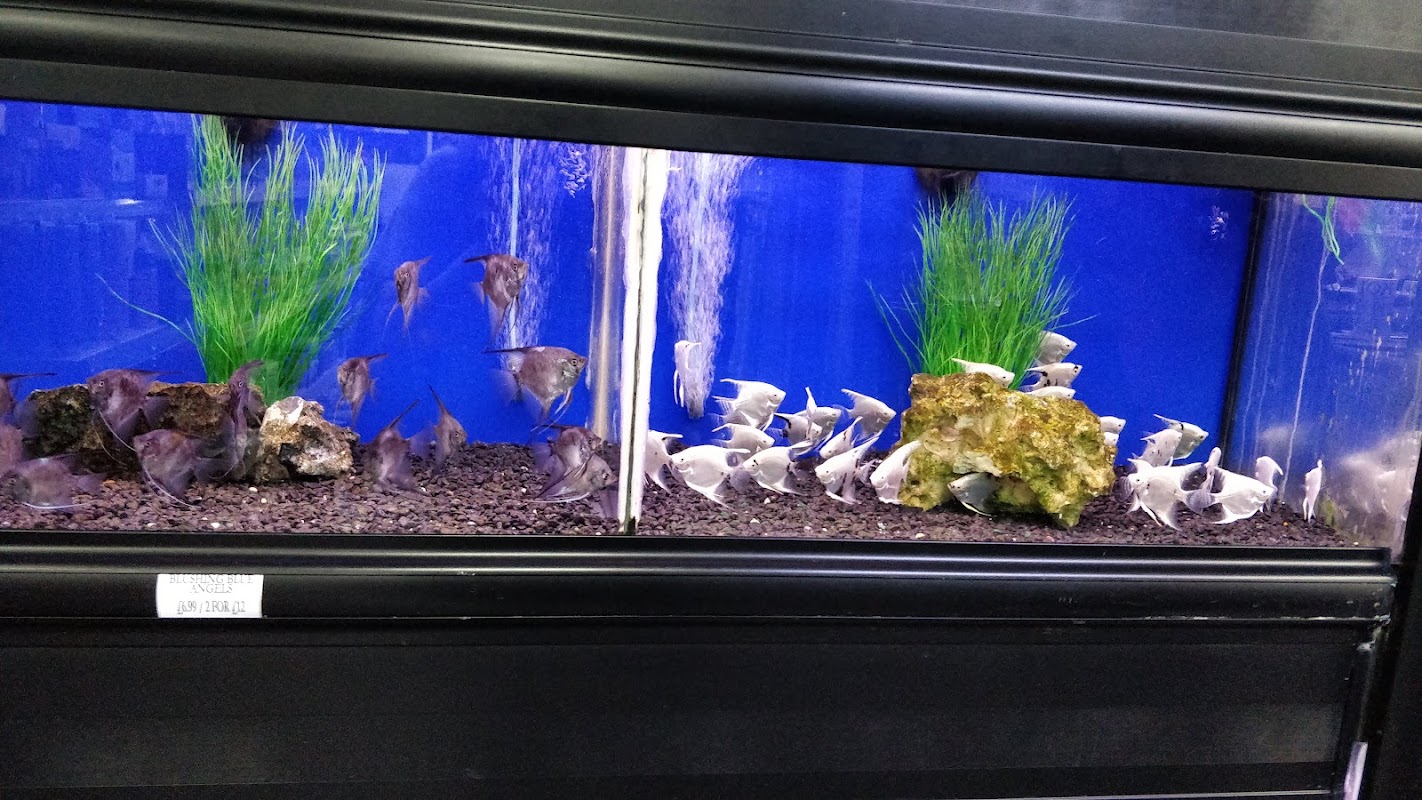 Cascade Koi & Aquatics photo 3