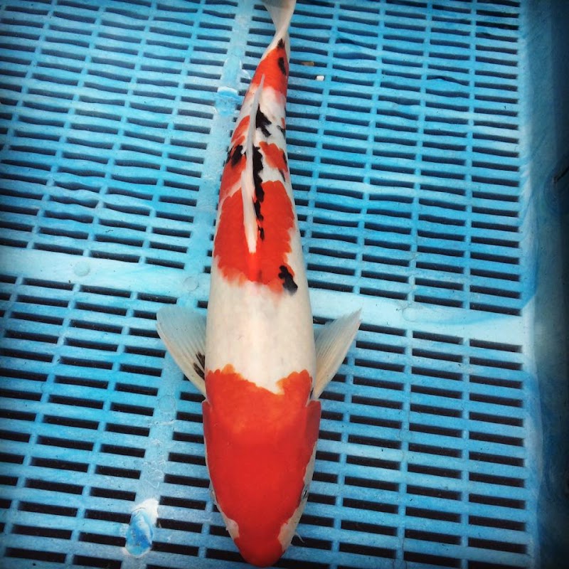 Deben Koi photo 2