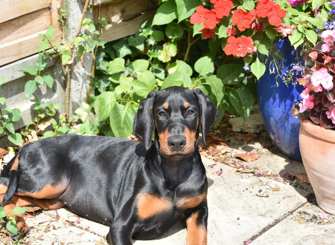 Cezarblue Kennel photo 3